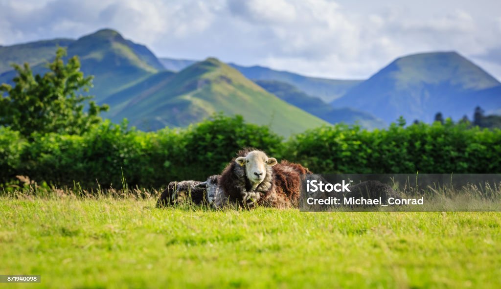 Mother with lambs resting in field Mother with lambs resting in field, The Lake District, Cumbria, England Cumbria Stock Photo