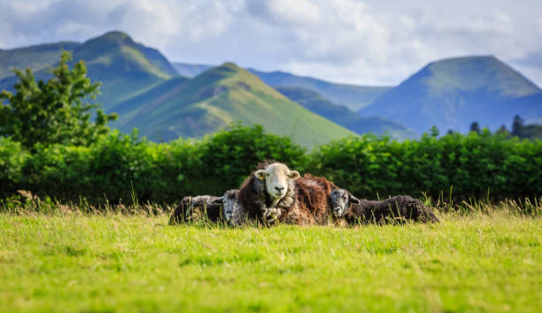 Mother with lambs resting in field Mother with lambs resting in field, The Lake District, Cumbria, England keswick stock pictures, royalty-free photos & images