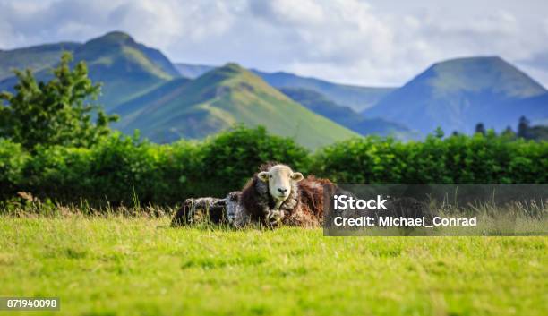 Mother With Lambs Resting In Field Stock Photo - Download Image Now - Cumbria, English Lake District, Herdwick Sheep