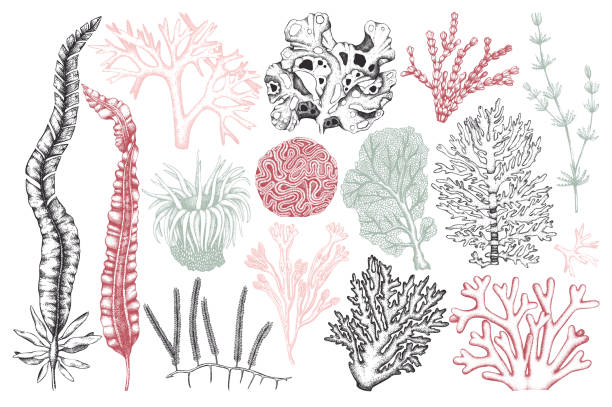 illustrations, cliparts, dessins animés et icônes de collection vintage algues - algae