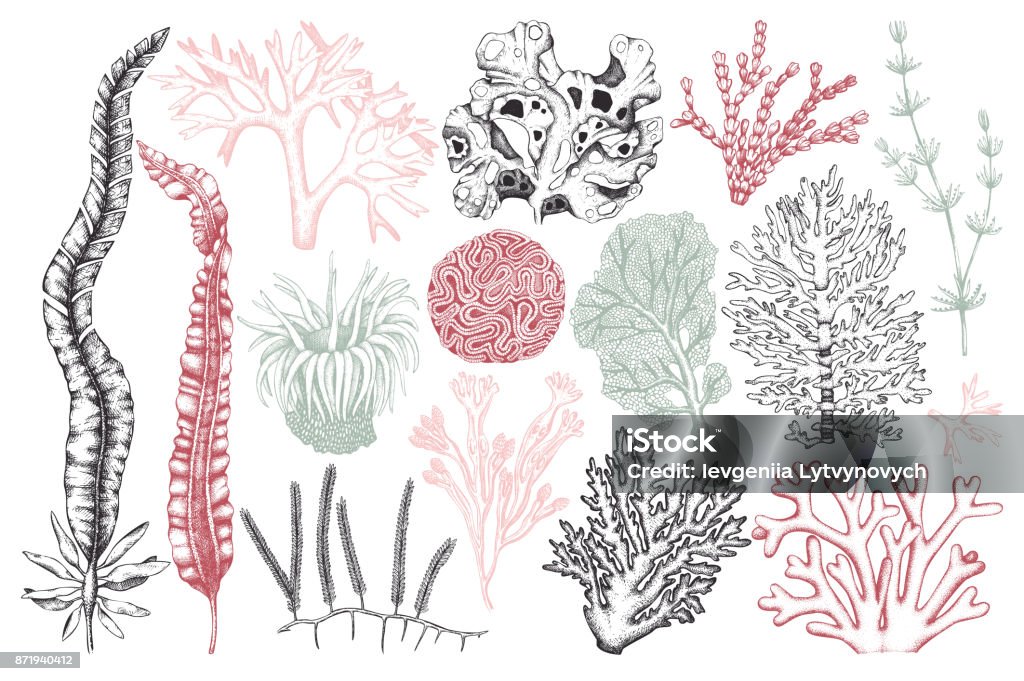 vintage seaweeds collection Vector collection of hand drawn sea weeds, corals, actinia illustrations. Vintage set of seaweeds isolated on white background. Underwater sketch. Outlines Algae stock vector