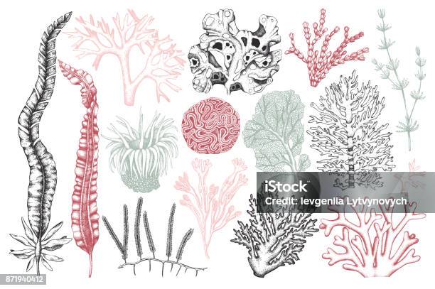 Vintage Seaweeds Collection Stock Illustration - Download Image Now - Algae, Drawing - Art Product, Illustration