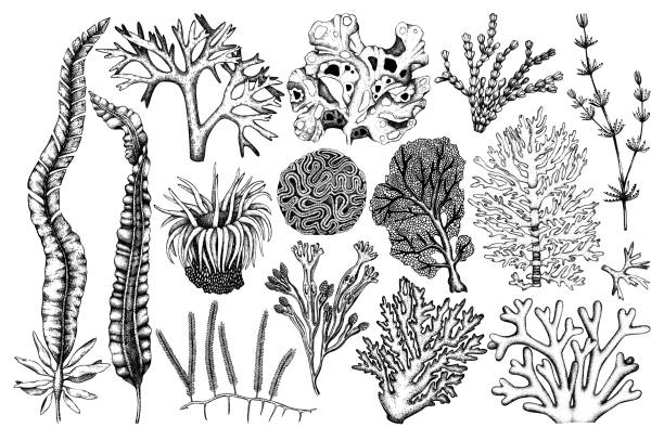 vintage seaweeds collection Vector collection of hand drawn sea weeds, corals, actinia illustrations. Vintage set of seaweeds isolated on white background. Underwater sketch. Outlines nori stock illustrations