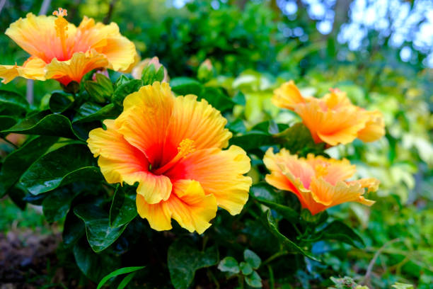 kolorowe hawajskie hibiskus w ogrodzie - flower single flower close up color image zdjęcia i obrazy z banku zdjęć