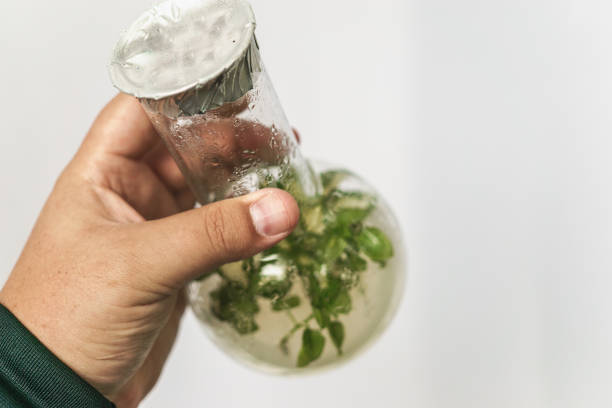 istock Researcher hand holds micro plant in test with tube. Micropropagation technology in vitro 871947032