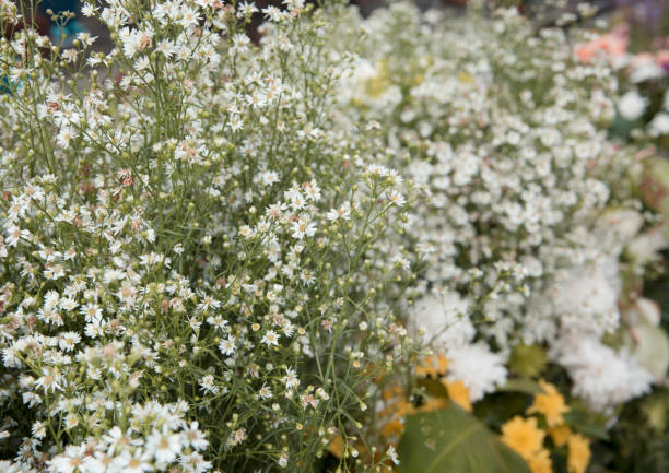 istock Flower nature as natural background 871947704