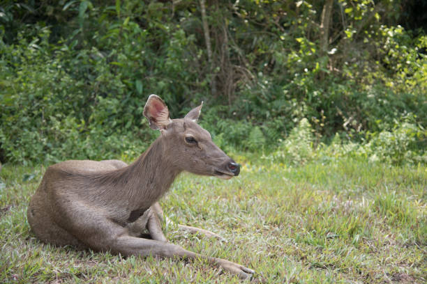 head of brow-antlered deer