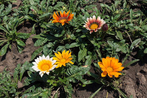 Bright colorful flower heads of Gazania rigens