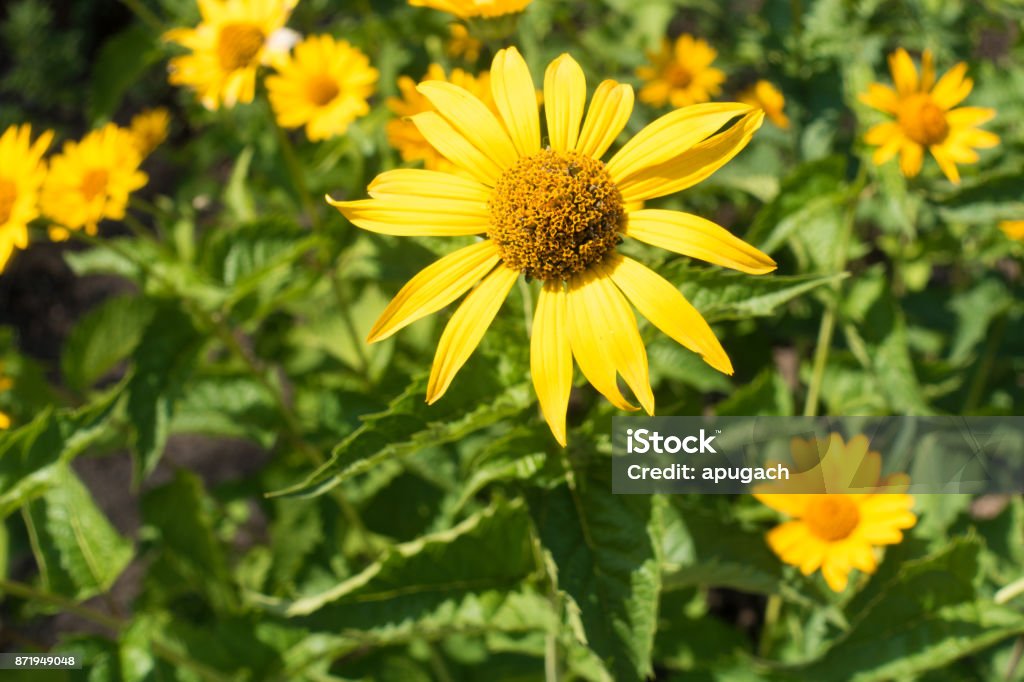 Yellow Ray Florets And Brownish Disc Florets Of False Sunflower Stock Photo  - Download Image Now - iStock