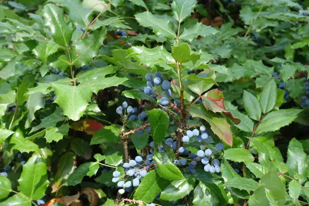 Dark bluish black berries of Oregon grape