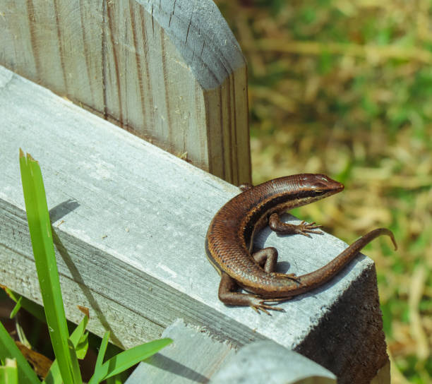 istock Lizard on the blackboard. Mahe island nature at Seychelles 871949150