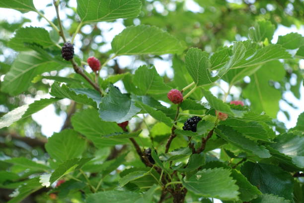 istock Ripe and unripe mulberries on the branch 871949276