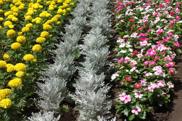 deux rangées de dusty miller entre jaune marigold et pervenche de madagascar - catharanthus photos et images de collection