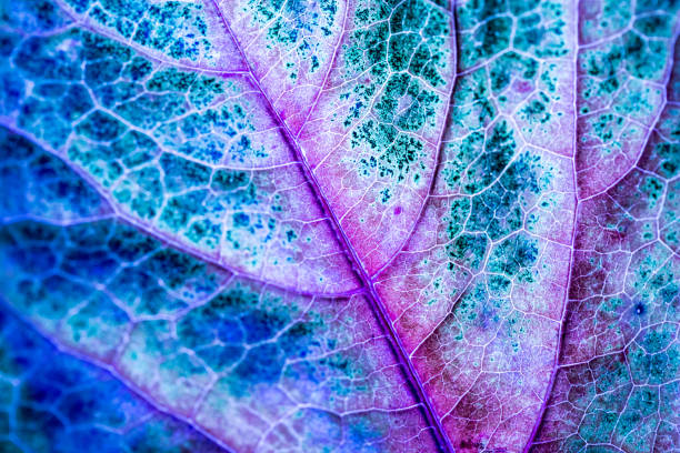 istock macro fall colors of the leaves 871952612
