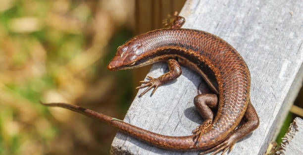 istock Lizard on the blackboard. Mahe island nature at Seychelles 871953370