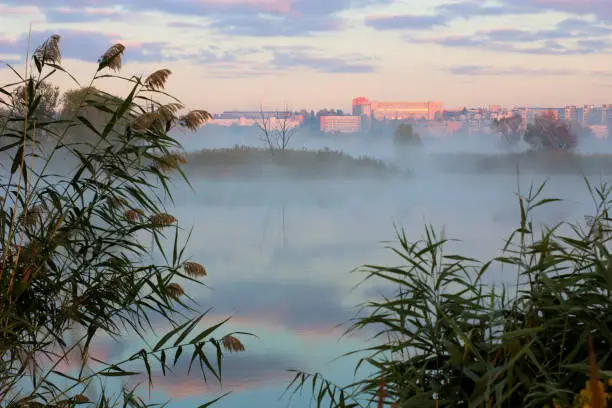 Heavy fog on river in morning. Lonely tree on shore and reeds in foreground. City buildings on horizon