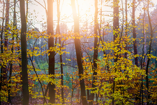 Sunset in autumn forest.