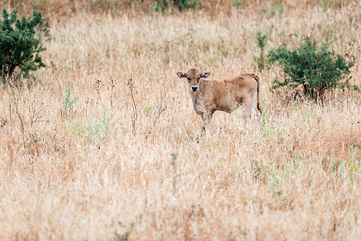 Calf standing in tall dry grass. Sardinia. Italy.