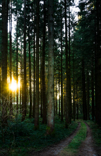 istock December hike in Bavaria, Germany 871966500