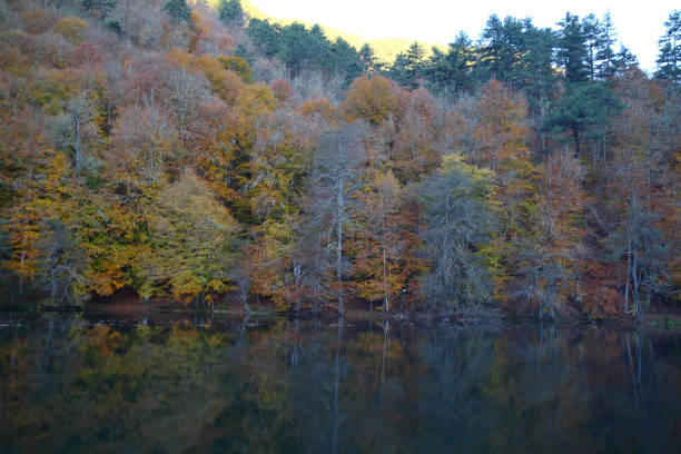 istock a beautiful autumn day in the forest 871966886
