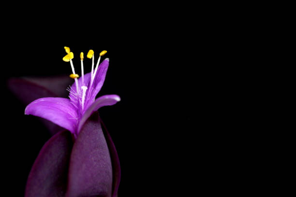 istock purple flower isolated on black background 871971248