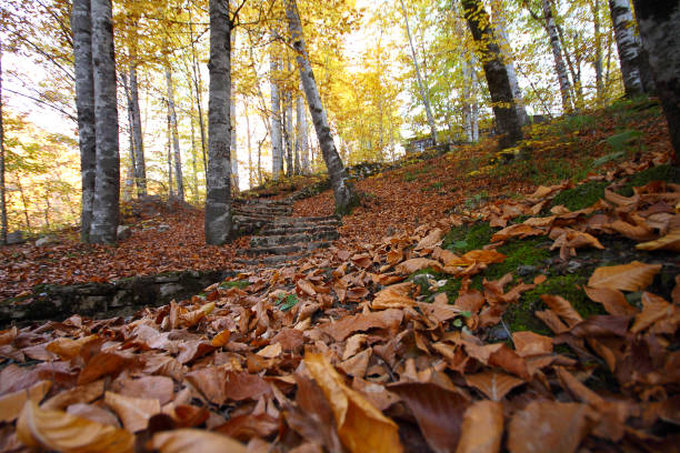 istock a beautiful autumn day in the forest 871971790