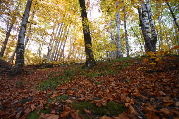 istock a beautiful autumn day in the forest 871972468