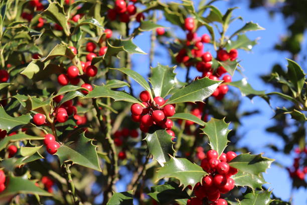 istock Ilex, or holly, It is a genus of small, evergreen trees with smooth, glabrous, or pubescent branchlets. The plants are generally slow-growing 871973412