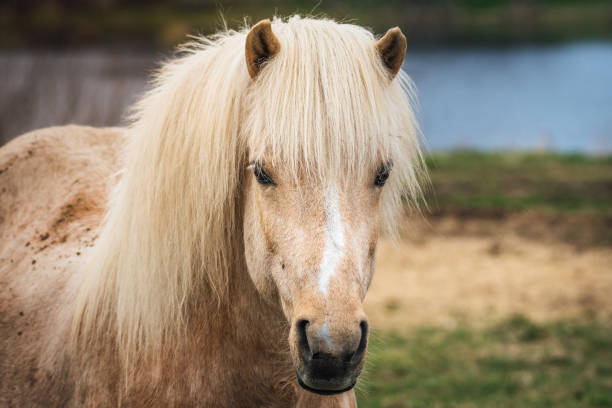 istock Palomino colored Icelandic horse 871977200