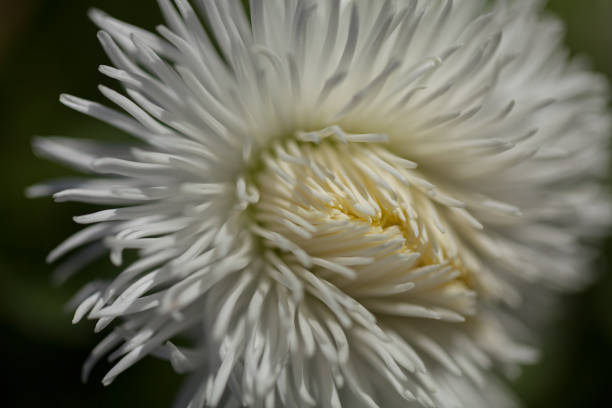 istock shaggy white flower 871977420