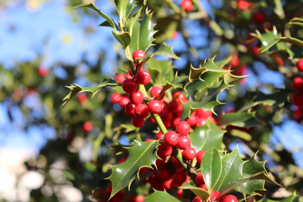 istock Ilex, or holly, It is a genus of small, evergreen trees with smooth, glabrous, or pubescent branchlets. The plants are generally slow-growing 871984044