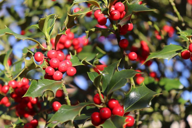 istock Ilex, or holly, It is a genus of small, evergreen trees with smooth, glabrous, or pubescent branchlets. The plants are generally slow-growing 871985444