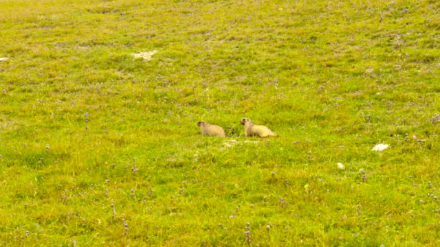 Two marmots on the grass