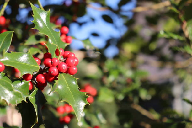 istock Ilex, or holly, It is a genus of small, evergreen trees with smooth, glabrous, or pubescent branchlets. The plants are generally slow-growing 871986466