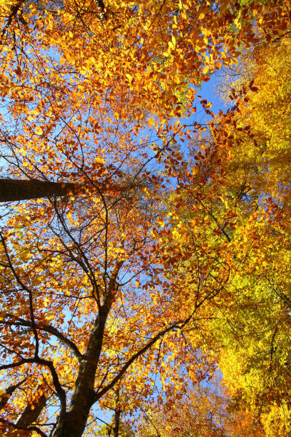 istock a beautiful autumn day in the forest 871989678
