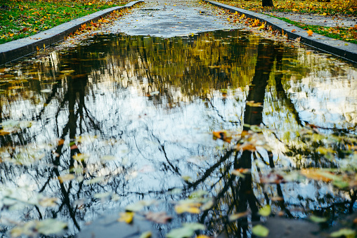 Autumn leaves in puddle of water in city park