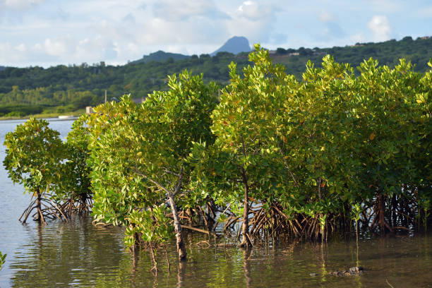 istock Mangrove, Mauritius island 871993810