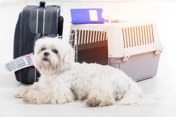 Photo of little dog and the airline cargo pet carrier