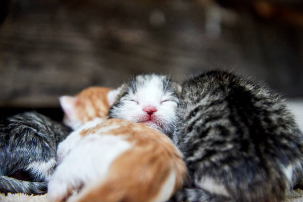 Multicolored  newborn kittens lying in a bundle. A litter of kittens.