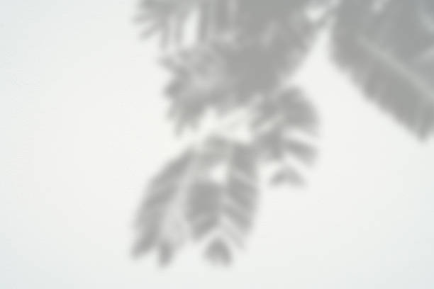 istock abstract background textuer of shadows leaf on a concrete wall. 872002322
