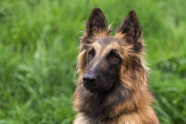 tervuren - belgian sheepdog - fotografias e filmes do acervo