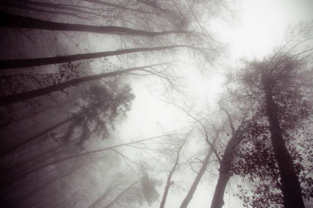 View up on tree canopies in foggy forest. Dark depressive autumn-winter scene.