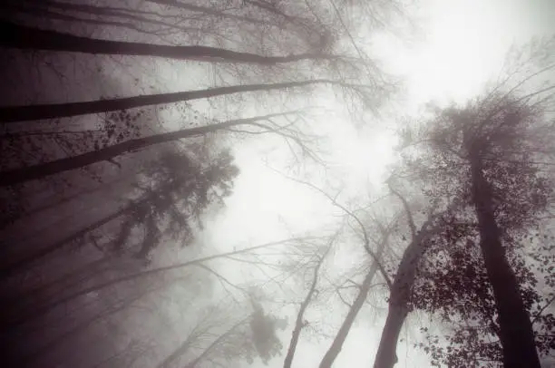Photo of Trees in forest on dark foggy november day