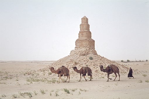 Sahara, North Africa, 1974. A Bedouin in the Sahara with its camels passes an antique pyramidal marker stele.