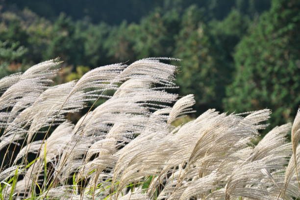 istock Ear of the Japanese pampas grass 872006076