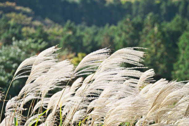 istock Ear of the Japanese pampas grass 872006182