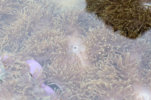 Anemon Laut Adalah Sekelompok Marinir Anemon Laut Diklasifikasikan
