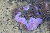 Sea anemones are a group of marine,Sea anemones are classified in the phylum Cnidaria, class Anthozoa, subclass Hexacorallia for education.