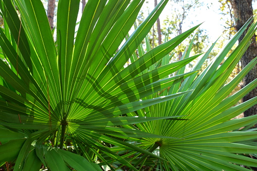 Contrasting yellows and greens on corrugated saw palmetto frond, with forked shadows from a nearby frond being cast upon it. Photo taken at Morningside Nature Center in Gainesville, Florida