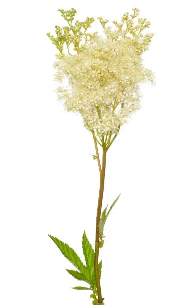 Filipendula ulmaria flower isolated on white background